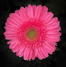 Gerbera rose